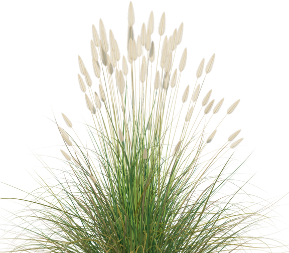 Ornamental Grass