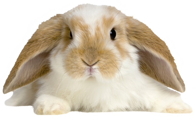 Lop Rabbit