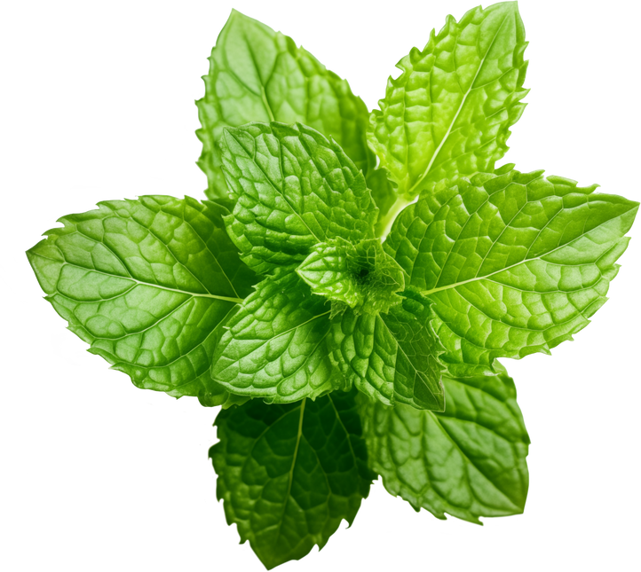 Mint Leaves