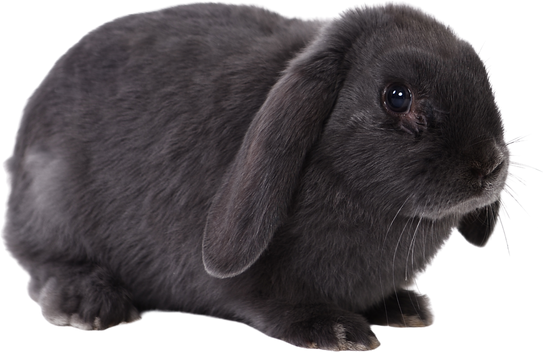 Black Holland Lop Rabbit Cutout