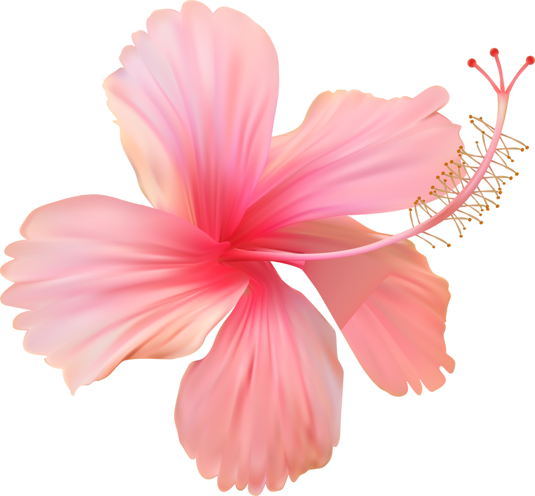 Pink Hibiscus Flower Illustration